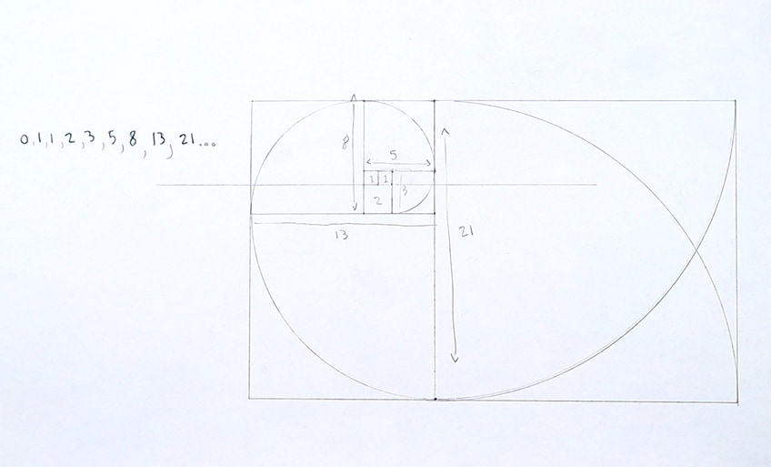 fibonacci sequence in human face