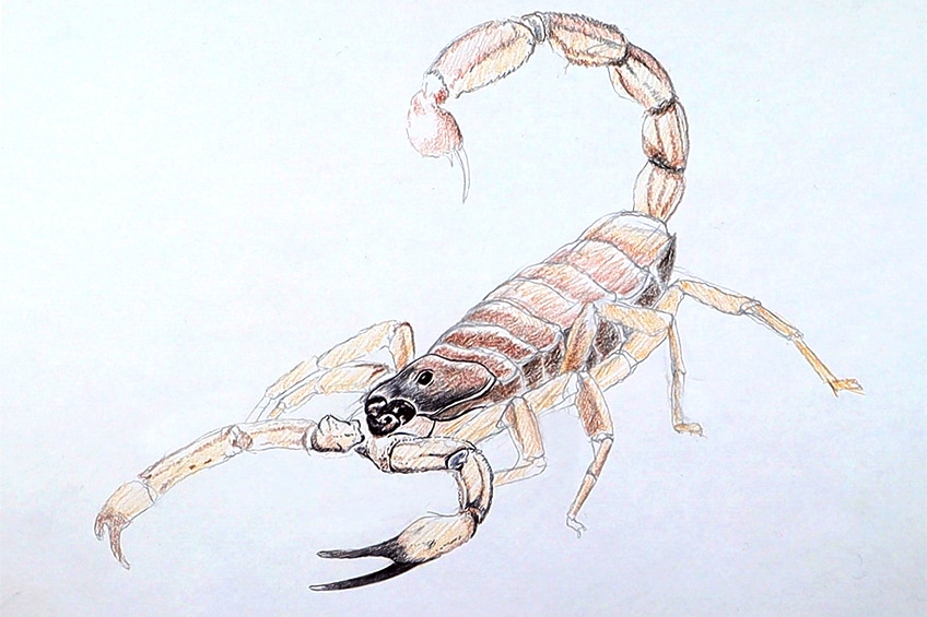 scorpion drawing 12