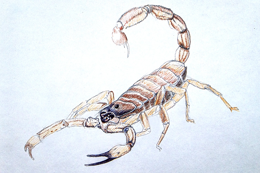 scorpion drawing 14