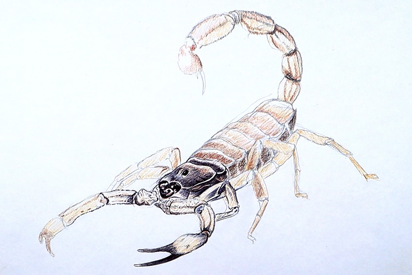 scorpion drawing 16