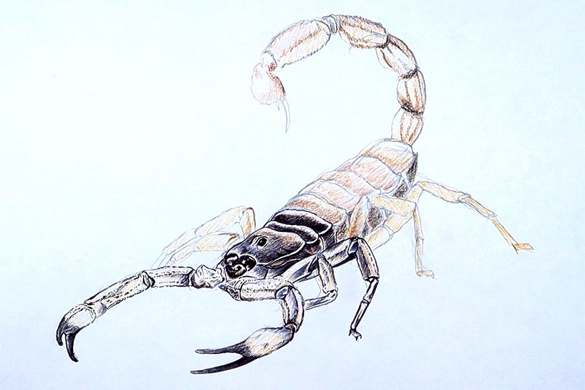 scorpion drawing 17