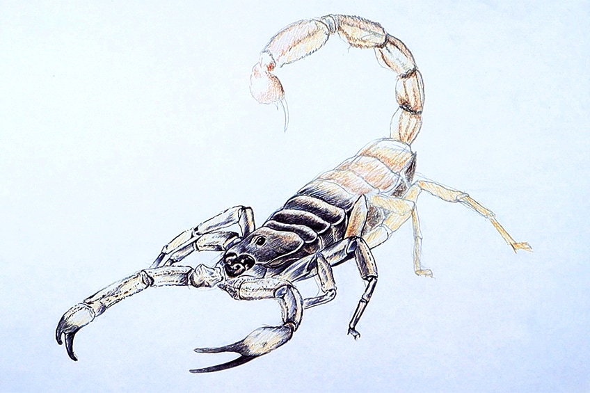 scorpion drawing 19