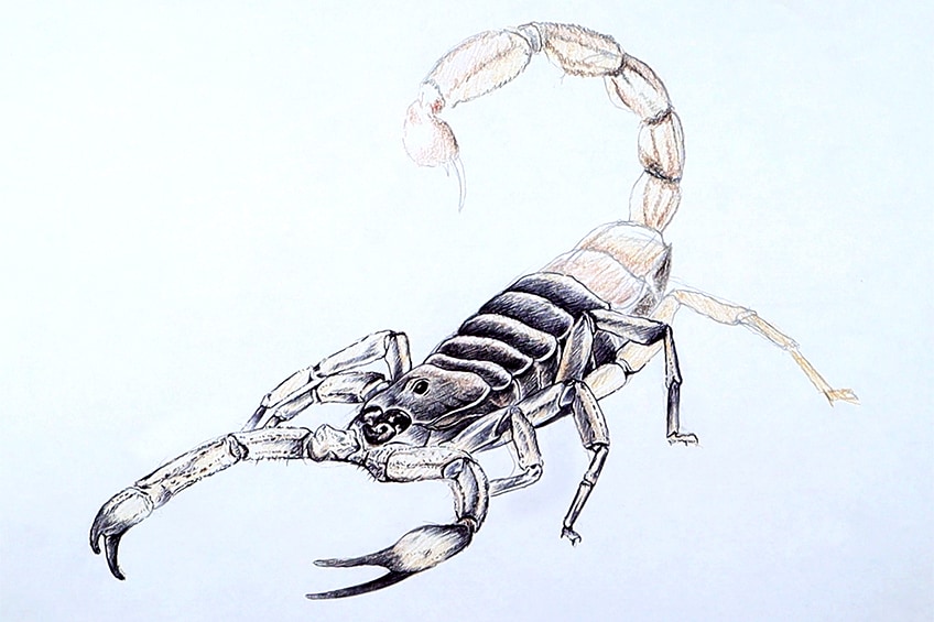 scorpion sketch 21