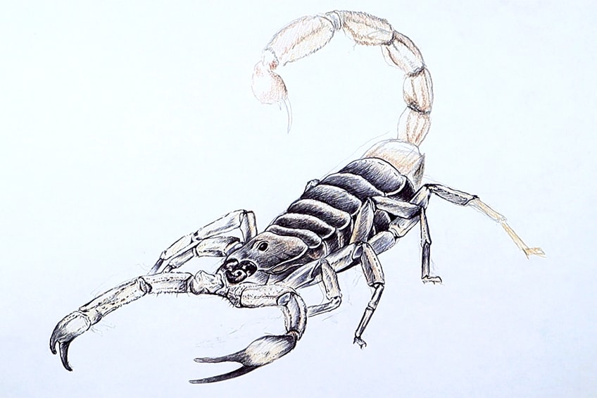 Draw scorpion Black and White Stock Photos & Images - Alamy