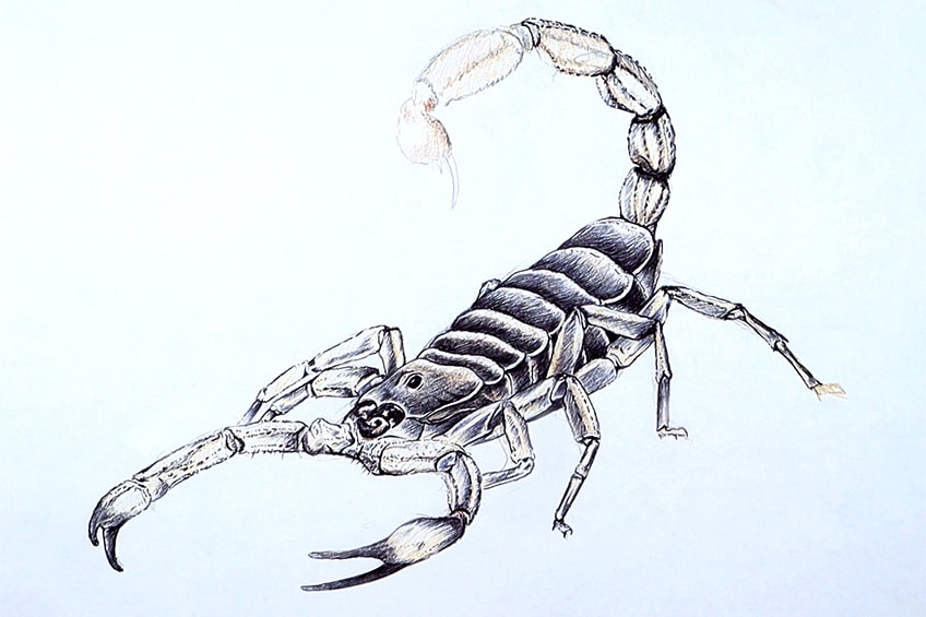 scorpion sketch 26