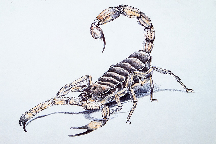 scorpion sketch 31