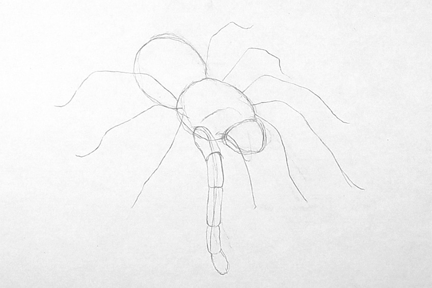 Easy Spider Drawing 6