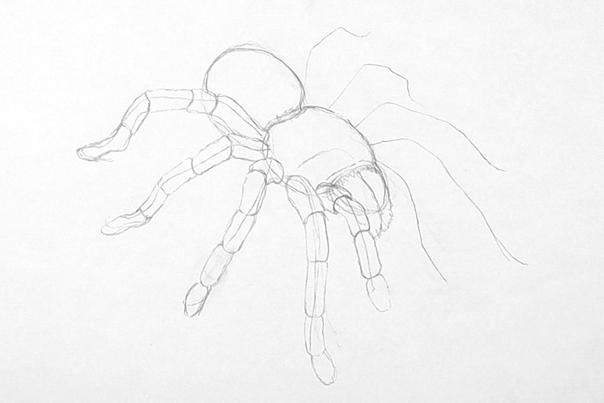 Easy Spider Sketch 10