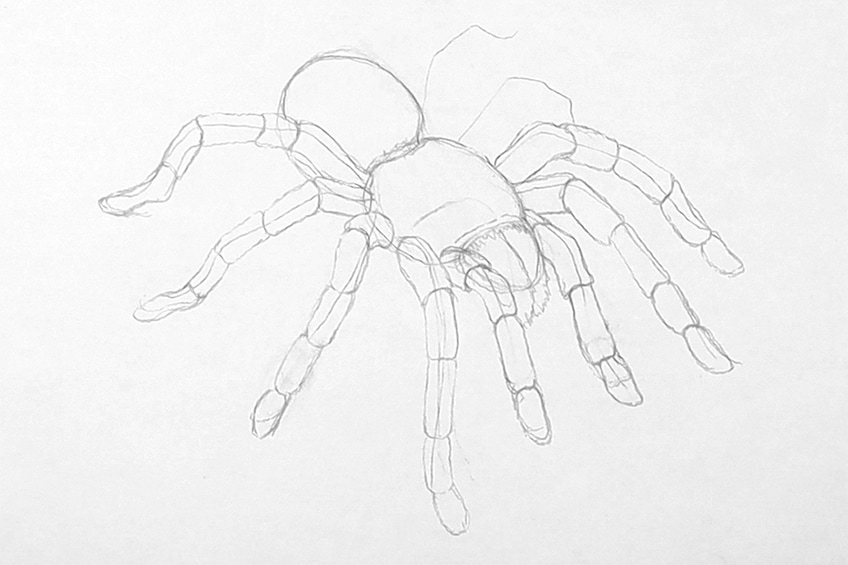 Easy Spider Sketch 13