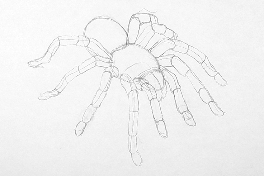 Easy Spider Sketch 15