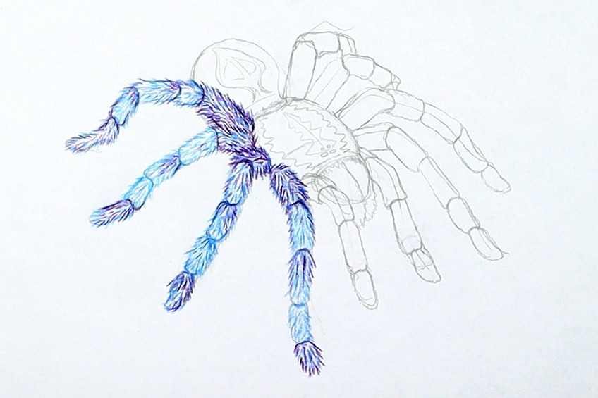 Easy Spider Sketch 19