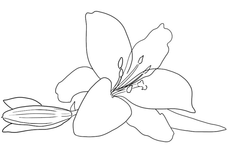 Flower Coloring Pages 15 Free Flower Pictures to Print and Color