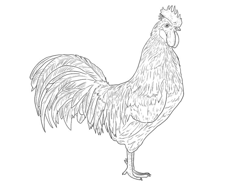 Farm Animal Coloring Pages - Pictures to Download and Color