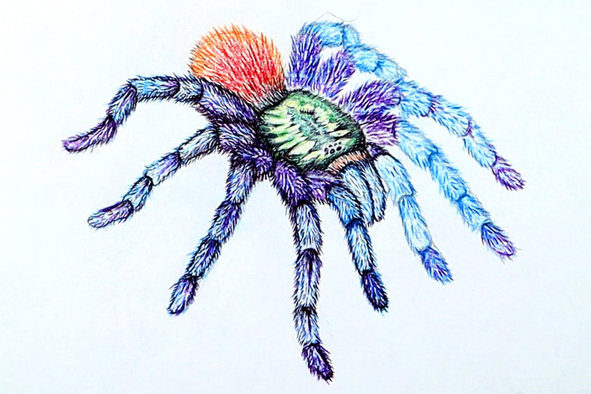 Spider Drawing Lesson 34
