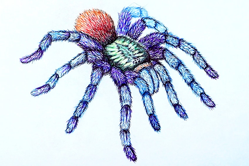 Spider Drawing Lesson 38