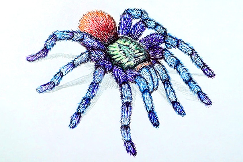 Spider Drawing Lesson 39