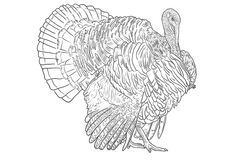 Turkey Coloring Page
