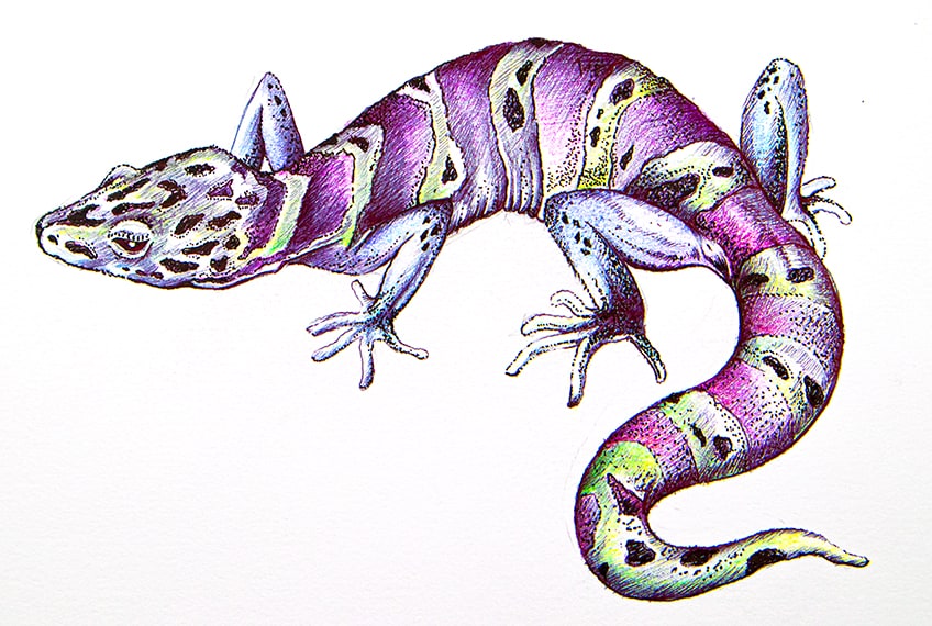 easy lizard drawing