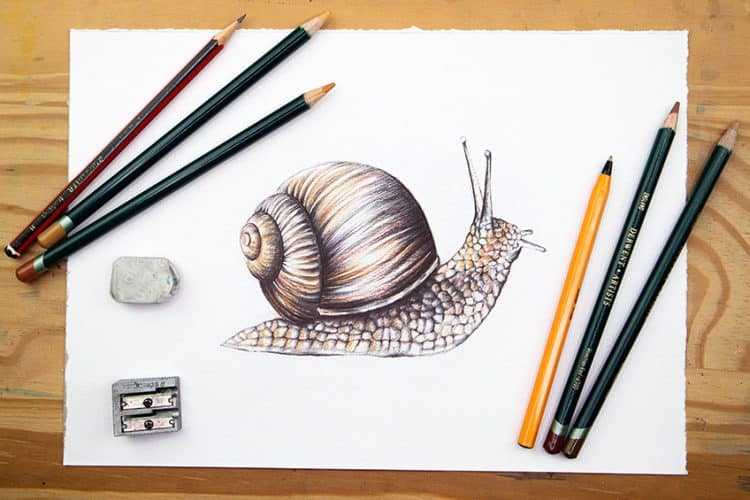 How to Draw a Snail A Realistic Snail Drawing Tutorial