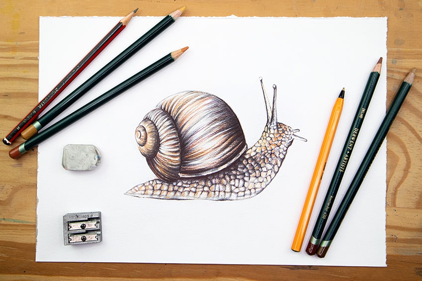 easy snail drawing