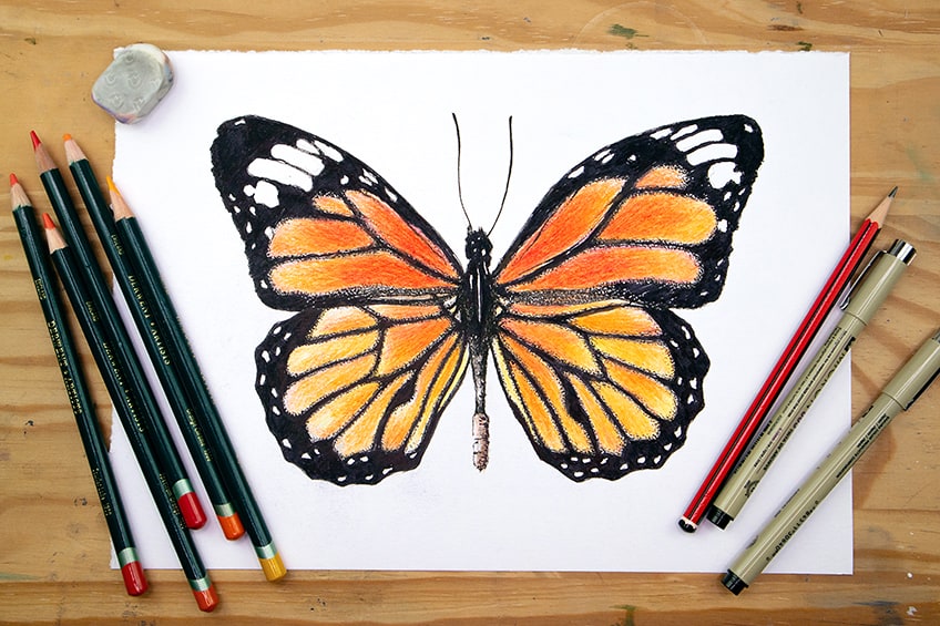 butterfly drawings in pencil side view