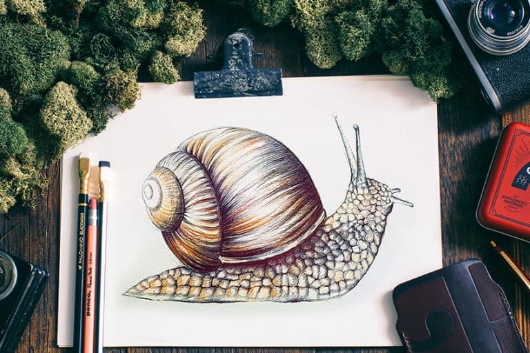 How to Draw a Snail – A Realistic Snail Drawing Tutorial