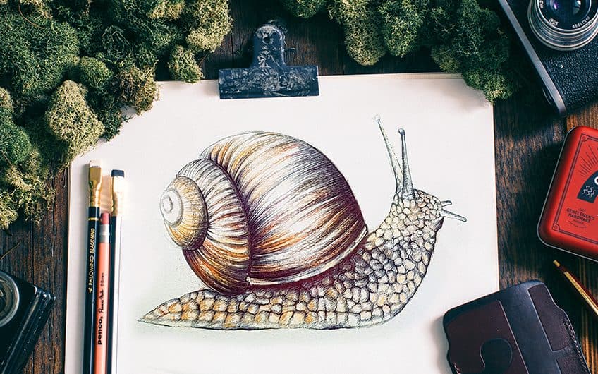 How to Draw a Snail A Realistic Snail Drawing Tutorial
