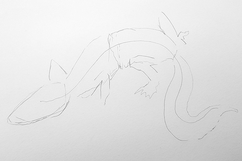 lizard drawing 05