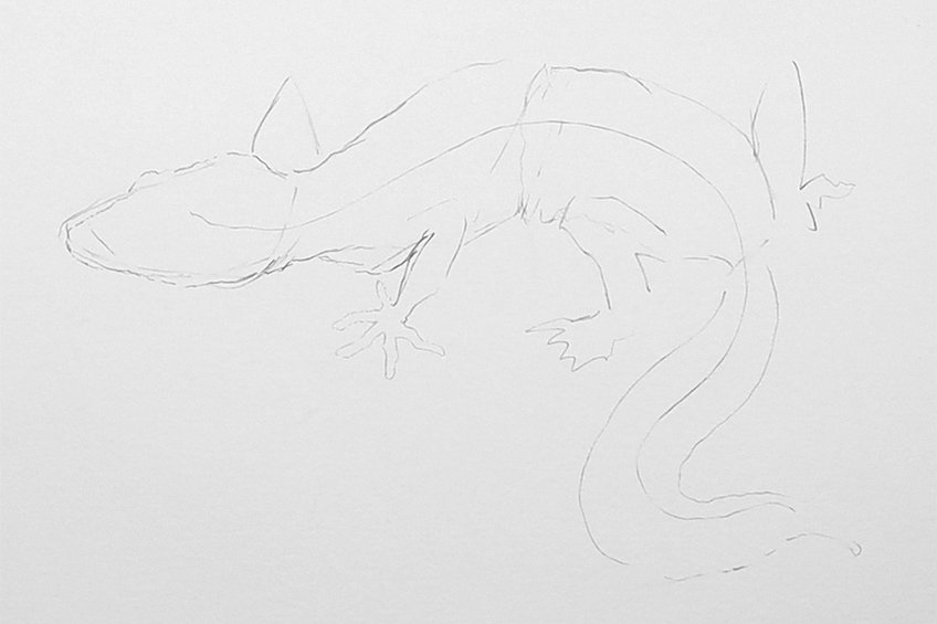 lizard drawing 07