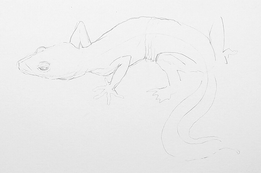lizard drawing 08