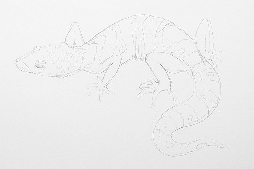 lizard drawing 11