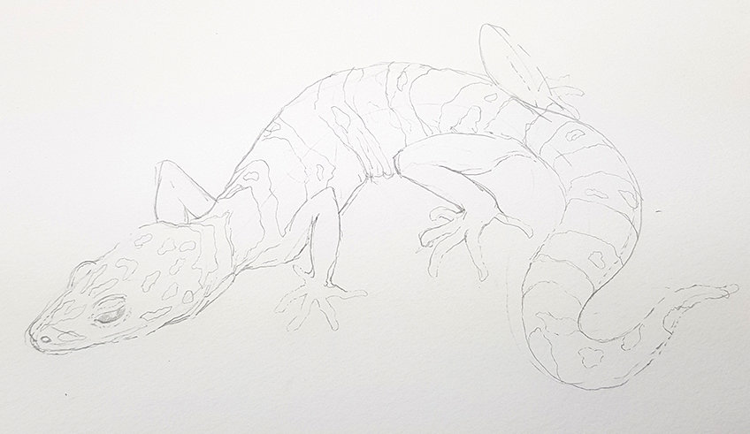 lizard drawing 14