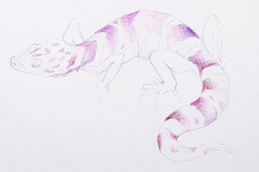 lizard drawing 16