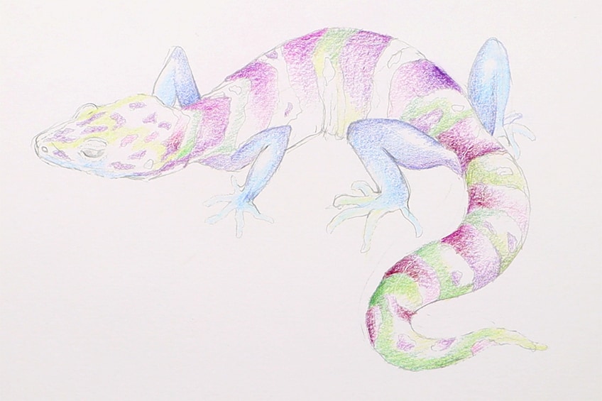 lizard drawing 17b