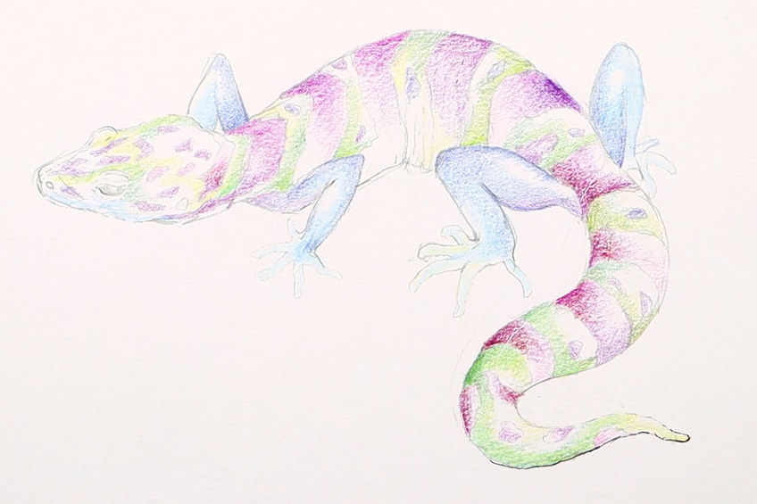 lizard drawing 18