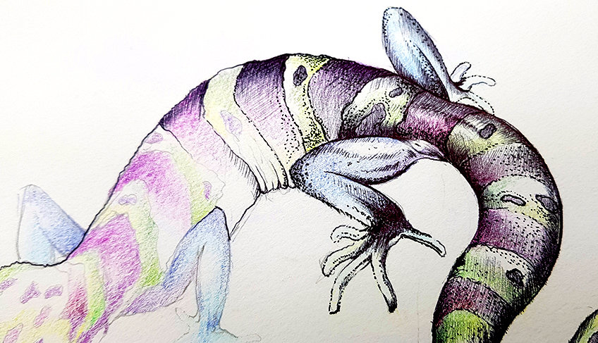 lizard drawing 24
