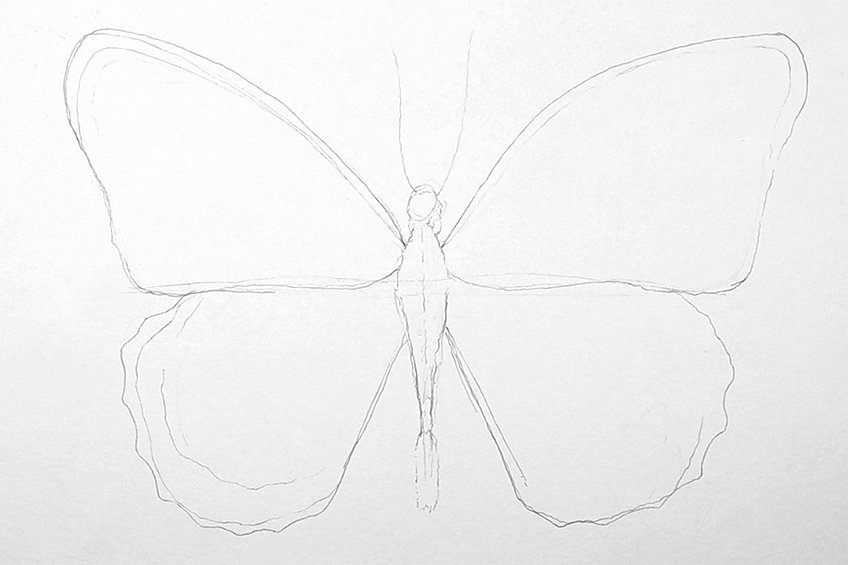 monarch butterfly drawing 04