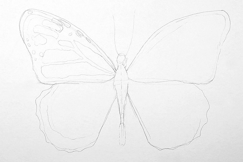 monarch butterfly drawing 05