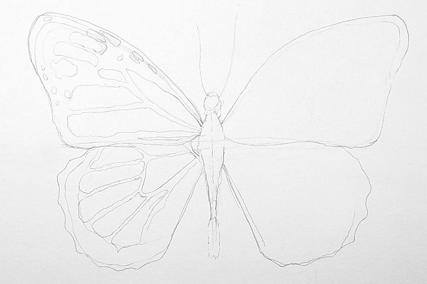 monarch butterfly drawing 06