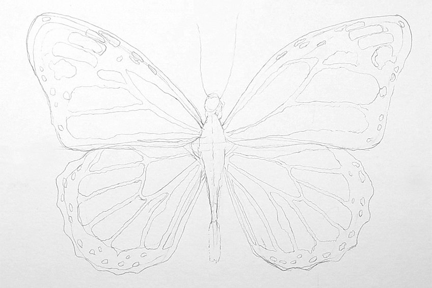 monarch butterfly drawing 09