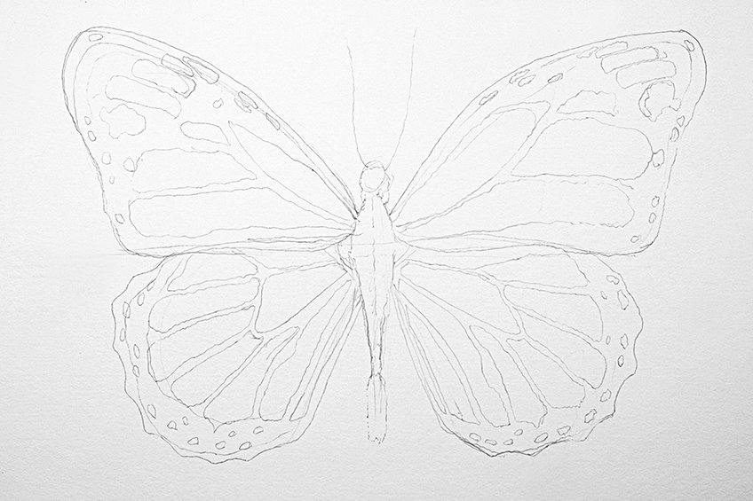 monarch butterfly drawing 10