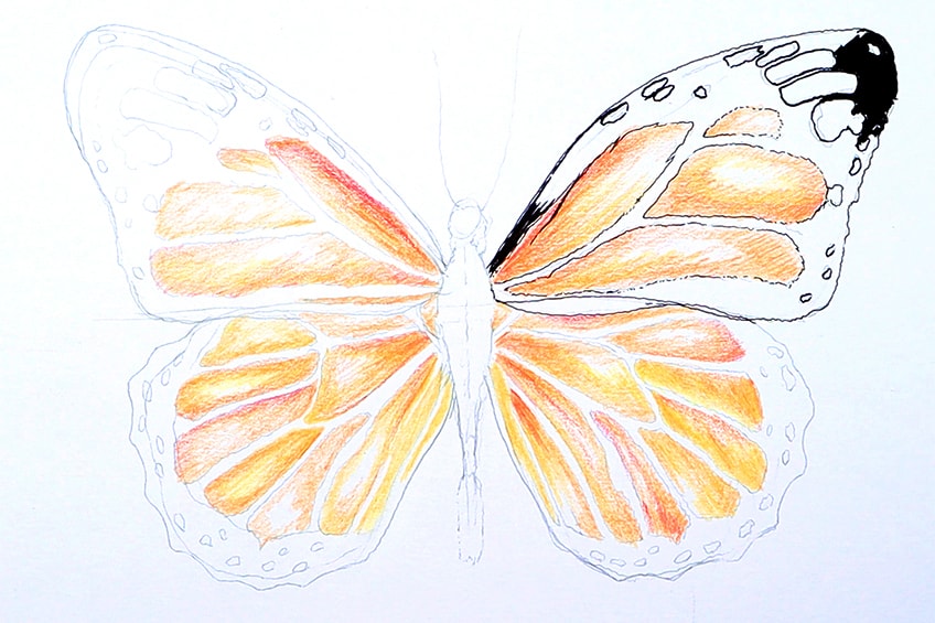 monarch butterfly drawing 18