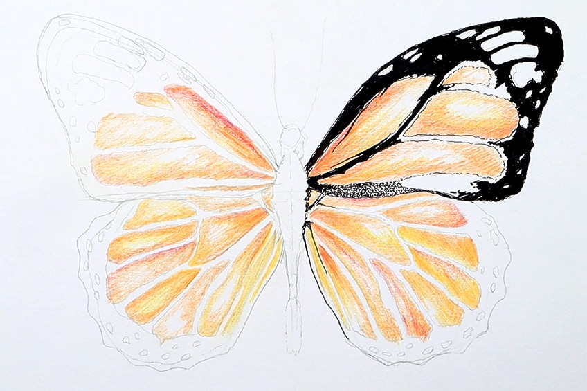 monarch butterfly drawing 19