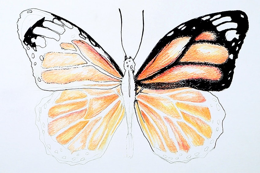 monarch butterfly drawing 22