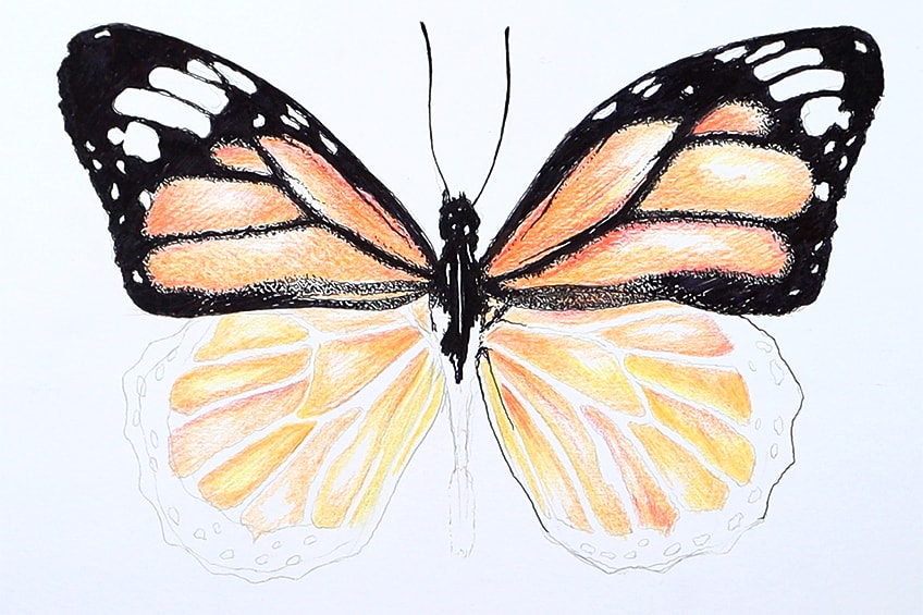 monarch butterfly drawing 24