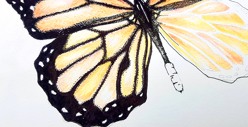 monarch butterfly drawing 26