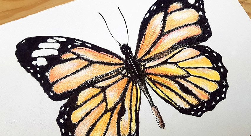 Rainbow monarch butterfly ( Butterflies ) Rainbow butterfly