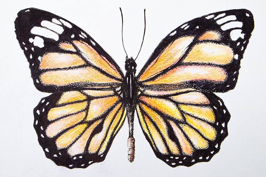how to draw a butterfly step by step realistically