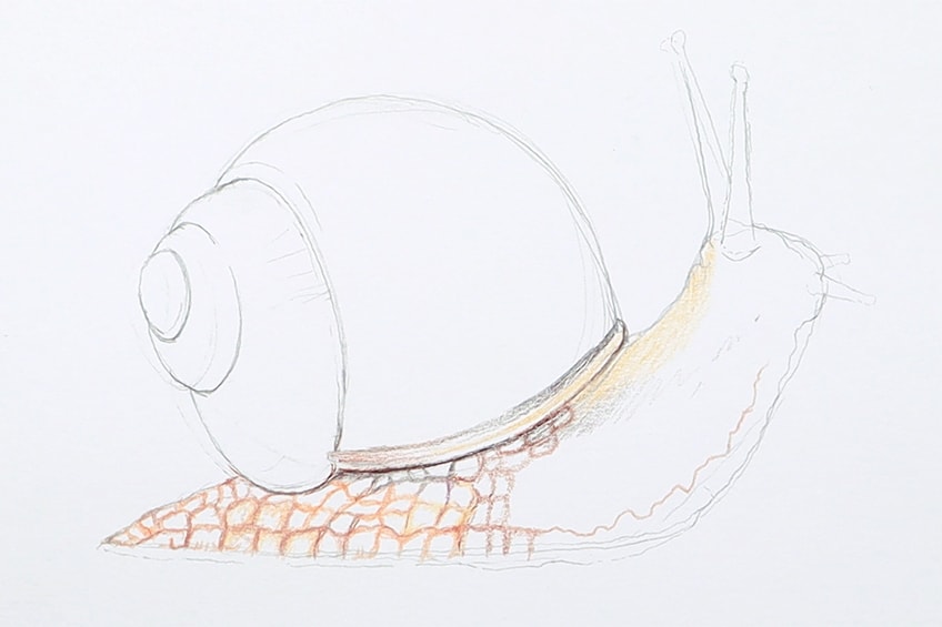 snail drawing 12