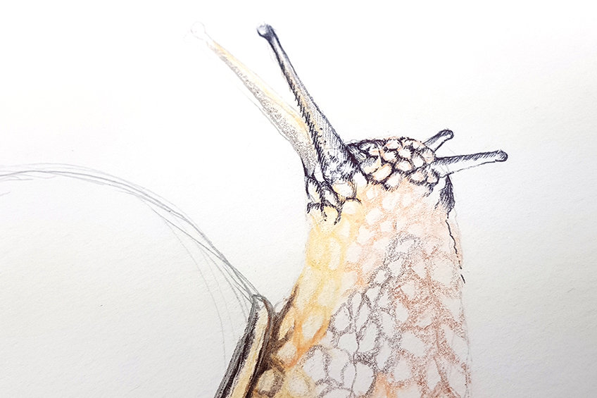 snail drawing 16